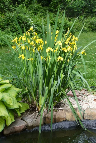 Beautiful Bright Yellow Iris Flower Full Bloom Pond — Stock Photo, Image