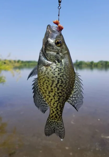 Een Mooie Crappie Een Haak Met Wormen — Stockfoto