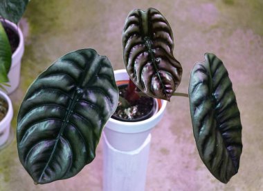 Alocasia Cuprea 'nın güzel, tırtıklı ve parlak yaprağı, popüler ve nadir bulunan bir bitki.
