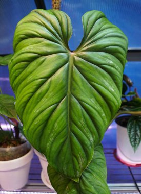 Philodendron Plowmanii 'nin güzel yeşil yaprağına yakın çekim