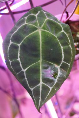 Anthurium Forgeti White Stripes 'ın yeni siyah yaprağı. Nadir bulunan bir tropikal bitki.