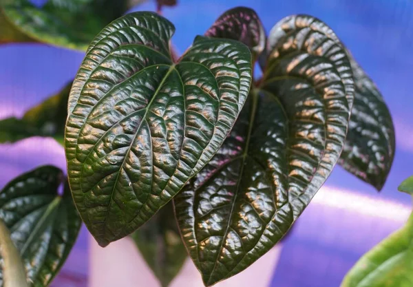 人気のある珍しい植物であるAnthurium Radicans Luxurianの美しく暗い光沢のある葉 — ストック写真