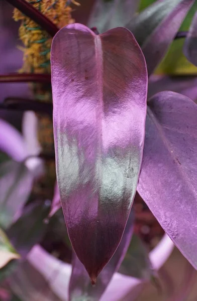 Hermoso Color Oscuro Hojas Estrechas Philodendron Bloody Mary Una Planta — Foto de Stock