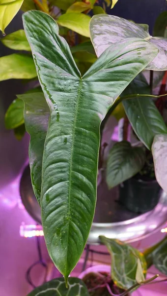 Lange Glanzende Groene Bladeren Van Philodendron Sharoniae Een Zeldzame Huisplant — Stockfoto