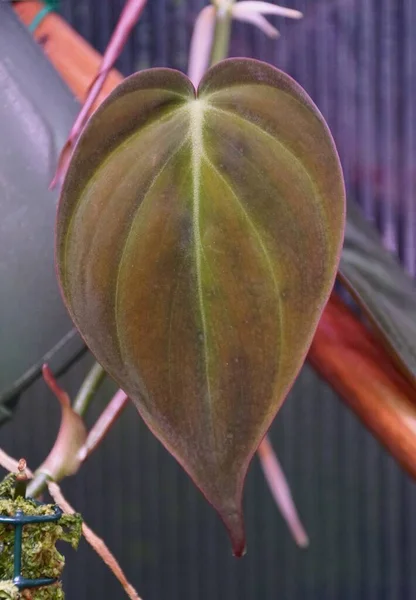 Schöne Samtige Blätter Von Philodendron Mican Einer Beliebten Zimmerpflanze — Stockfoto