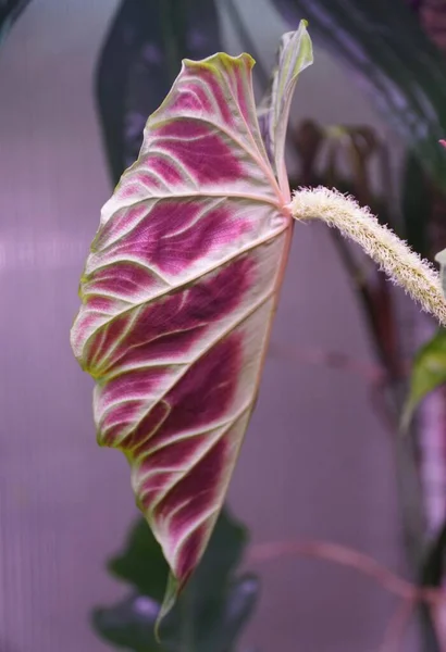 珍しい人気の住宅植物であるフィロデンドロン ヴェルコサムの美しい赤い葉 — ストック写真