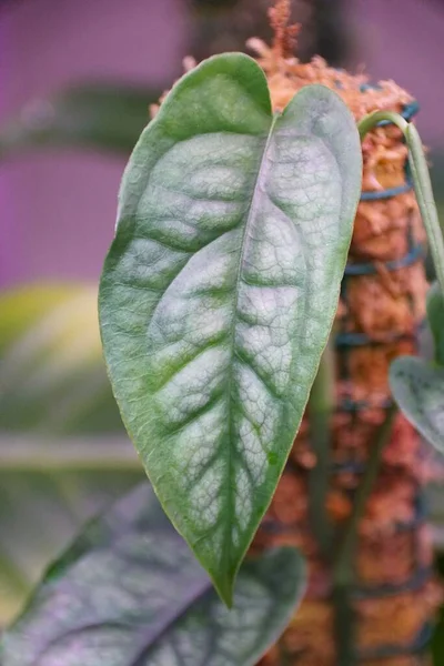 珍しい熱帯植物 モンステラ シルテペカーナの緑の葉の閉鎖 — ストック写真