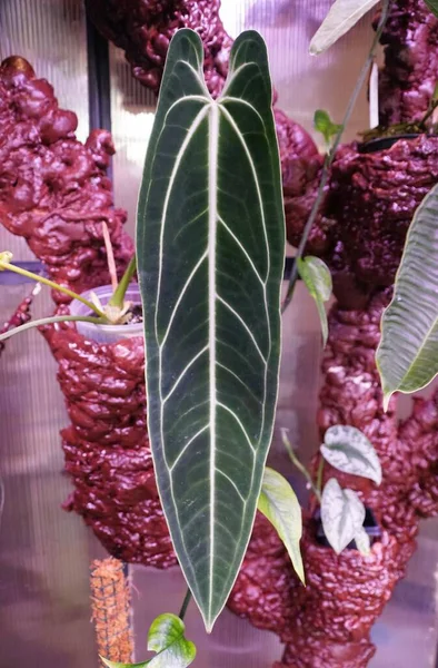 Beautiful long leaves of Anthurium Warocqueanum, a popular exotic houseplant