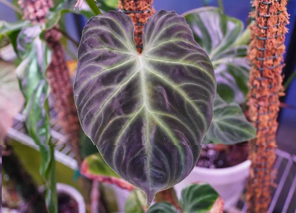Una Hermosa Hoja Philodendron Verrucosum Forma Oscura Una Planta Interior — Foto de Stock