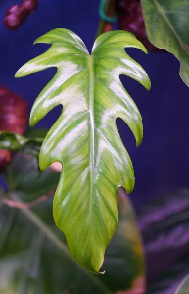 Közelről Egy Fiatal Levél Philodendron Elegans Egy Ritka Trópusi Szobanövény — Stock Fotó