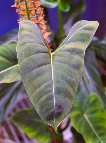 Gros Plan Une Jeune Feuille Philodendron Lupinum Plante Intérieur Tropicale — Photo
