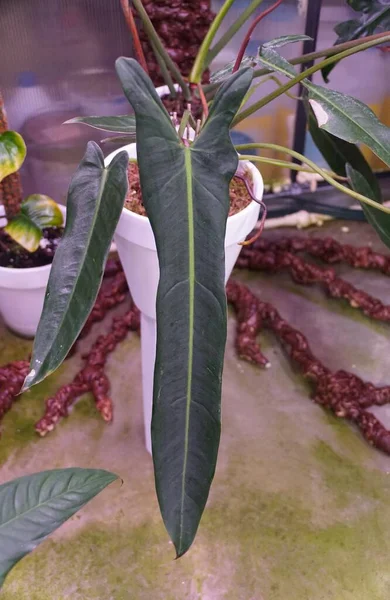 最も希少な熱帯植物の一つであるフィロデンドロン スピリトゥス サンティの長い葉 — ストック写真