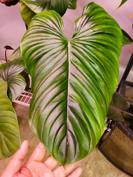 Philodendron Rubrocinctum Platin 'in güzel yaprağı, nadir ve egzotik bir bitki.