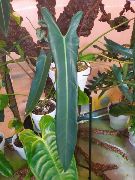 A long leaf of Philodendron Spiritus Sancti, one of the rarest tropical plants in the world