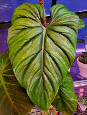 Philodendron Plowmanii 'nin güzel yeşil yaprağına yaklaş