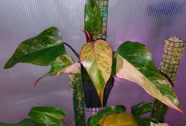 Nadir bulunan tropik bir bitki olan Philodendron Strawberry Shake 'in güzel yaprakları.