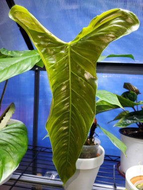 Philodendron Sharoniae Keçisi 'nin uzun ve parlak yeşil yaprağı