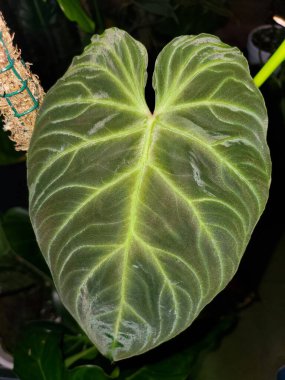Philodendron Verrucosum 'un güzel bir yaprağı. Nadir ve popüler bir bitki türü.