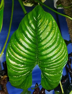 Philodendron Furcatum 'un parlak oval yaprağı, nadir ve benzersiz bir bitki.