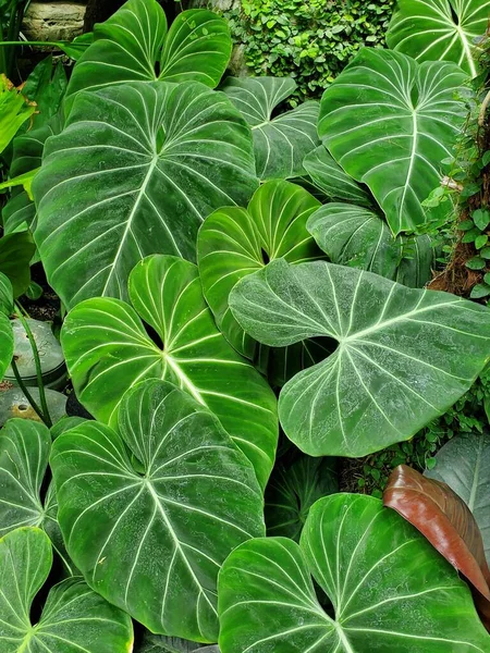 フィロデンドロン グロリオサムの美しい緑の葉 珍しい熱帯植物 — ストック写真