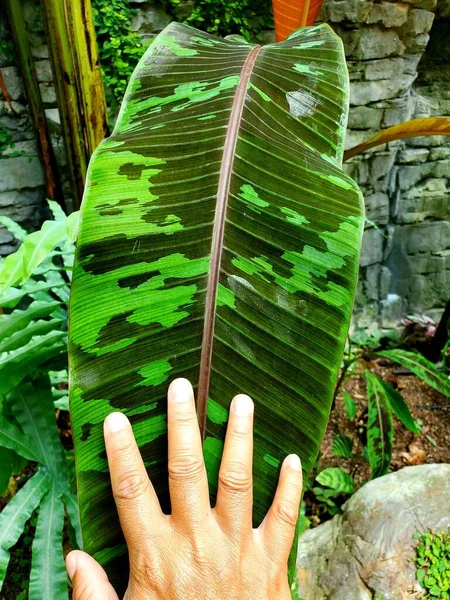 Hermosa Hoja Plátano Variegado Musa Acuminata Zebrina — Foto de Stock