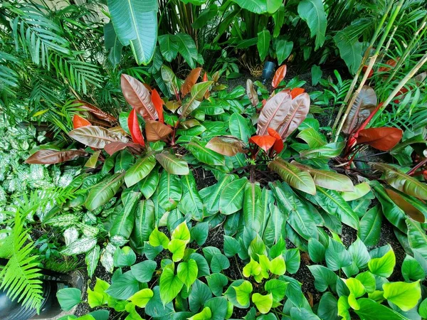 Nagy Színes Levelek Philodendron Mccolley Fináléjából Egy Beltéri Trópusi Növényből — Stock Fotó