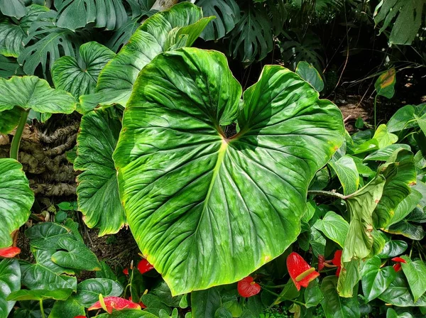 Beautiful Large Green Leaf Philodendron Mcdowell Rare Tropical Plants — Photo