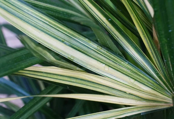 Close Variegated Lady Palm Leaf Scientific Name Rhapis Excelsa —  Fotos de Stock