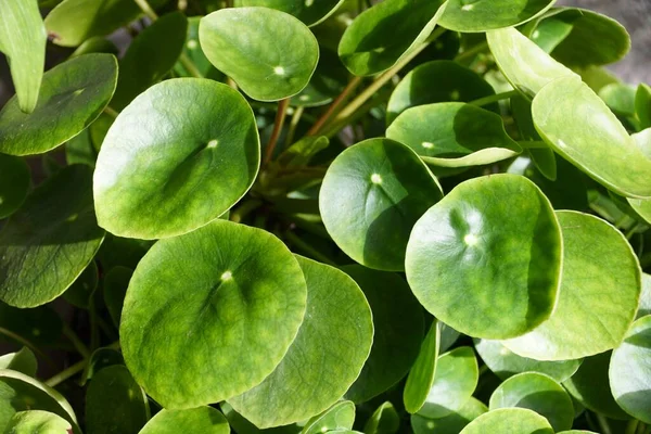 Güzel yuvarlak şekil ve yeşil Pilea Peperomioides yaprakları