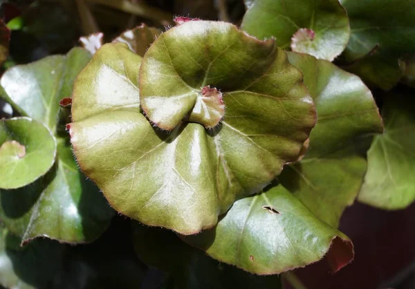 Unique Spiral Green Leaf Begonia Erythrophylla Helix Plant — Stockfoto