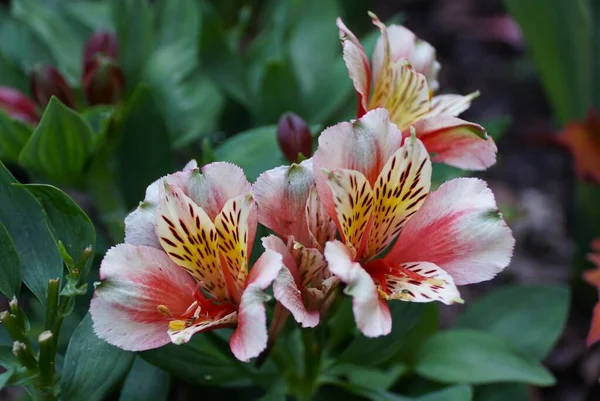 Beautiful Pink Red Color Peruvian Lily Koncahusky Flowers Full Bloom — Foto de Stock