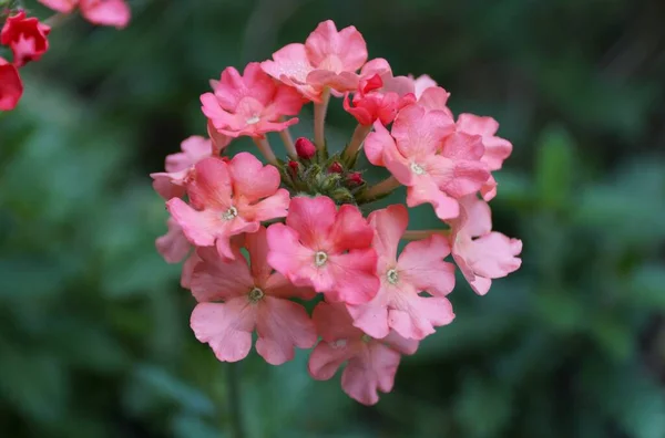 Beautiful Pink Verbena Peachy Keen Flowers Full Bloom — Stockfoto