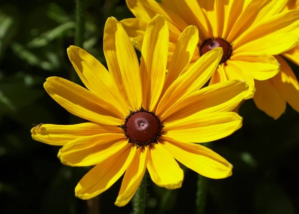 Bright Yellow Beautiful Gloriosa Daisy Indian Summer Flower Full Bloom — Fotografia de Stock