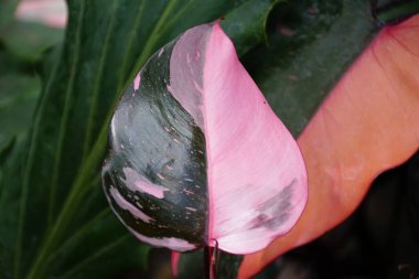 Philodendron Pembe Prensesi 'nin güzel, pembe ve koyu yeşil yaprakları. Popüler bir çiçek.