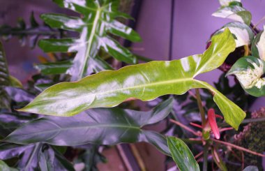 A shiny and unique new green leaf of Philodendron Mexicanum