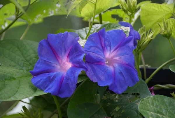 Close Two Blue Morning Glory Flowers Full Bloom — Foto de Stock