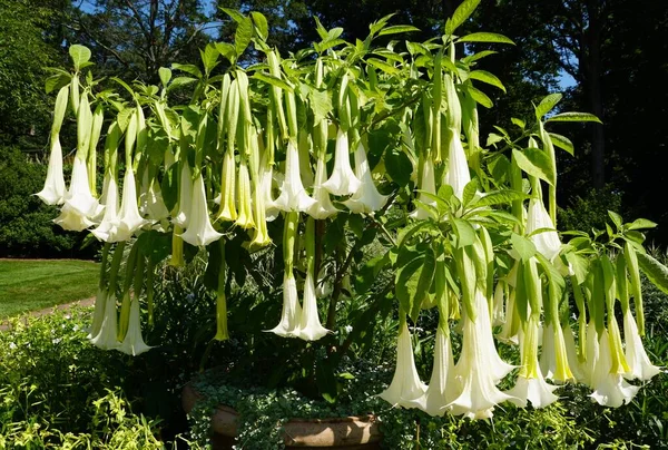 Beautiful Long Flowers White Angels Trumpet Brugmansia Cypress Gardens — стоковое фото