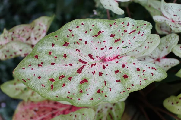 Close Beautiful White Red Speckled Leaf Caladium Miss Muffet — ストック写真