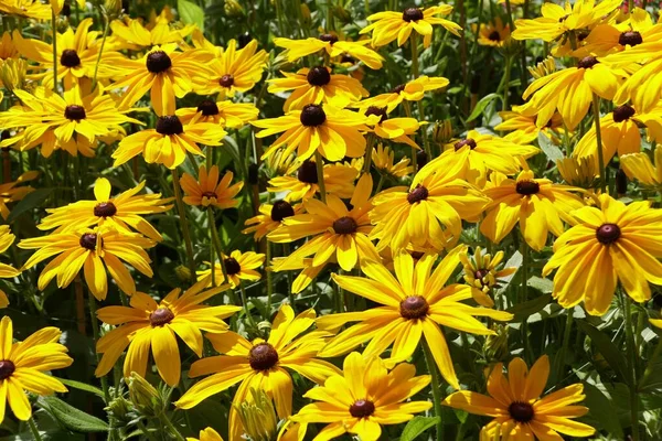 Bright Yellow Spread Gloriosa Daisy Indian Summer Flower Full Bloom — Fotografia de Stock