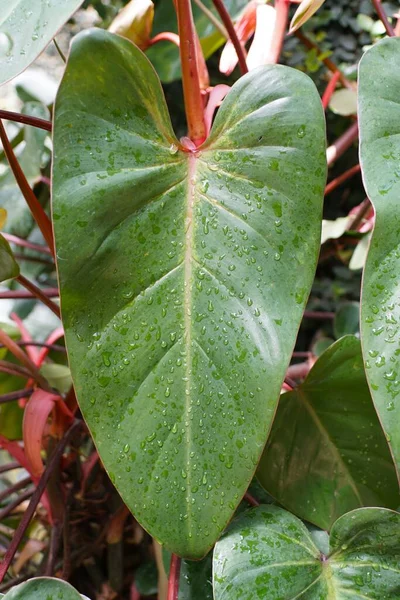 Beautiful Healthy Green Leaf Philodendron Red Emerald — 스톡 사진