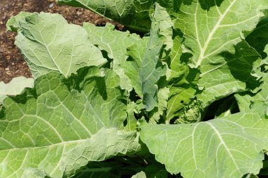 Yaz boyunca sebze bahçesinde sağlıklı bir Portekiz lahanası.