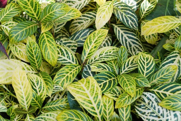 Beautiful Green Leaves Sanchezia Speciosa Tropical Plant — Stok Foto