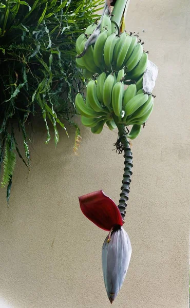 Green Bananas Red Heart Hanging Tree — Photo