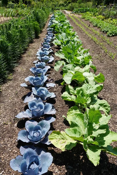 Purple Cabbage Portuguese Kale Growing Well Summer Vegetable Garden — Stockfoto