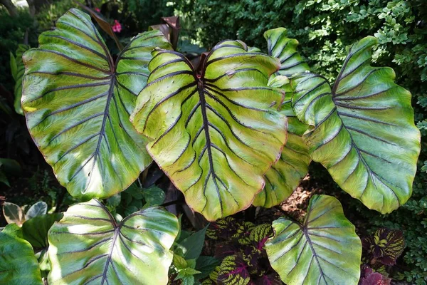 Beautiful Dark Veined Leaves Colocasia Pharaoh Mask Plant Summer —  Fotos de Stock