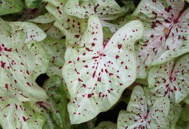 Close up of the beautiful white and red speckled leaf of Caladium Miss Muffet