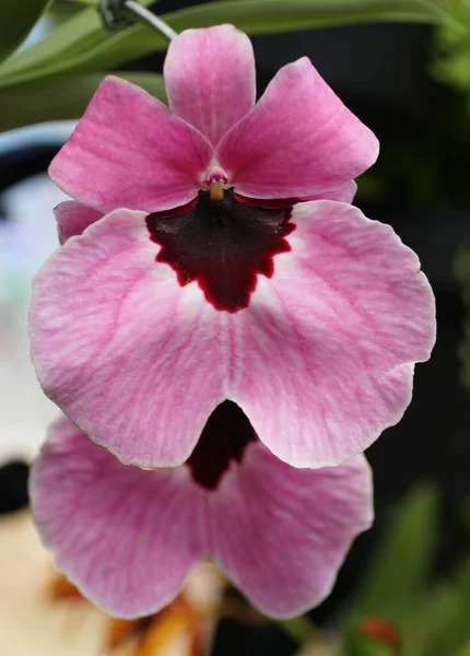 Beautiful Miltoniopsis Flamingo Queen Pink Orchid Flower — Stock Photo, Image