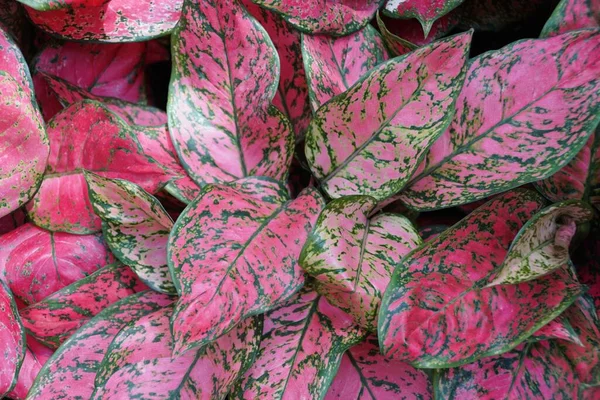 Green Pink Leaves Aglaonema Lady Valentine Tropical Plant — Stockfoto