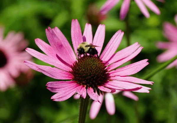 Bee Pollinating Beautiful Pink Coneflower — Fotografia de Stock
