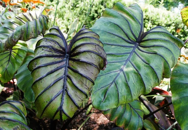 Schöne Dunkle Geäderte Blätter Der Colocasia Pharao Mask Pflanze Sommer — Stockfoto